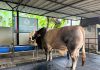 Benyamin Serahkan Banmas Presiden Berupa Sapi Kurban di Tangsel