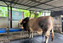 Benyamin Serahkan Banmas Presiden Berupa Sapi Kurban di Tangsel