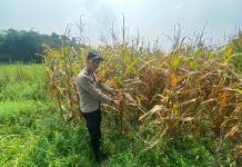 Bhabinkamtibmas Polsek Panongan Cek Lahan Jagung Hibrida, Siap Panen Pekan Depan