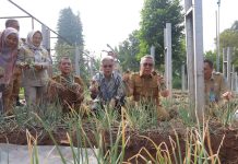 Benyamin Sambut Panen Perdana Bawang Merah Varietas Batu di Tangsel, Hasil Uji Coba Pupuk Bio-Organik Tuai Hasil Positif